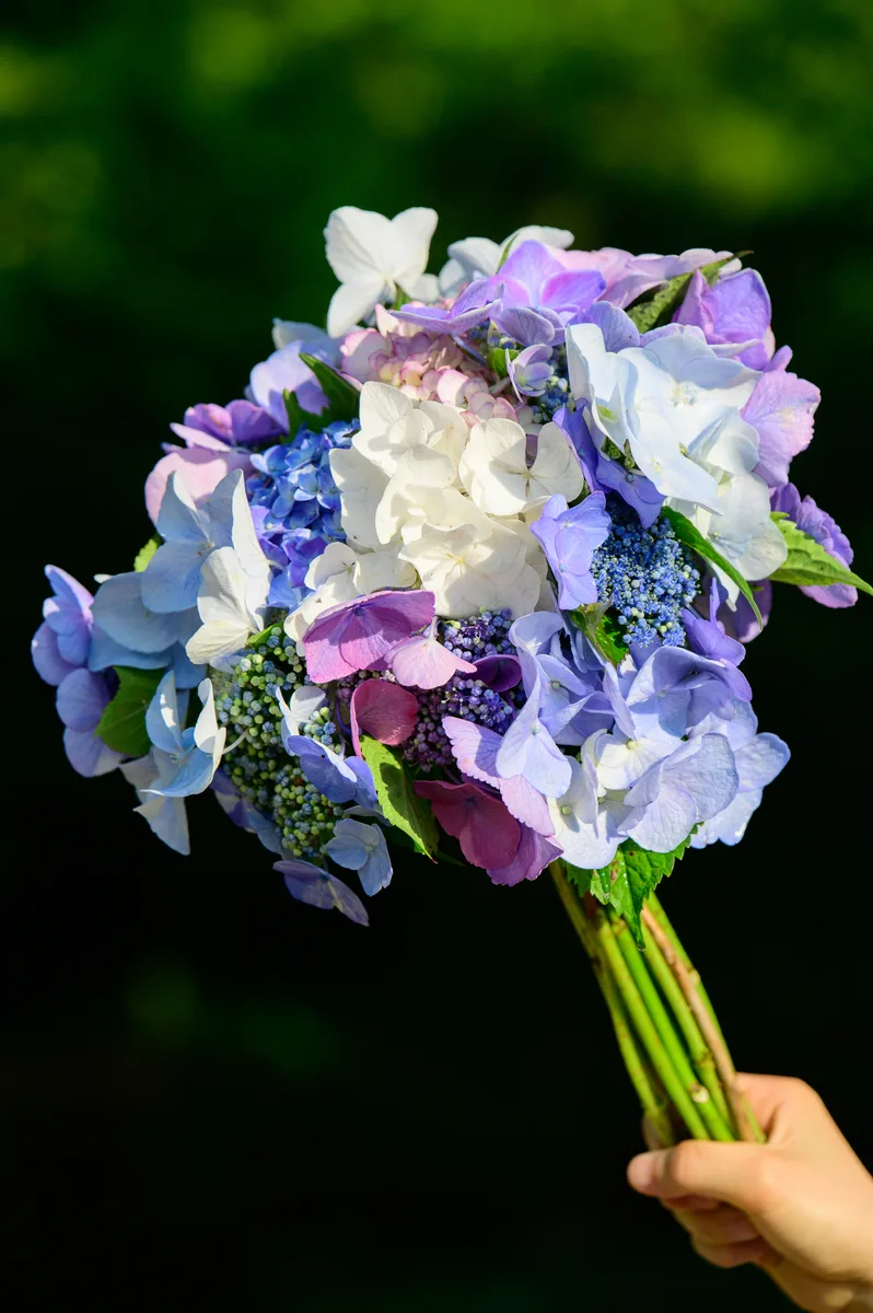 手持绣球花束
