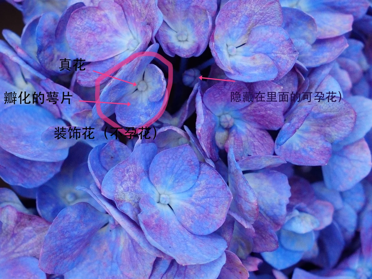 装饰花与可孕花结构注解
