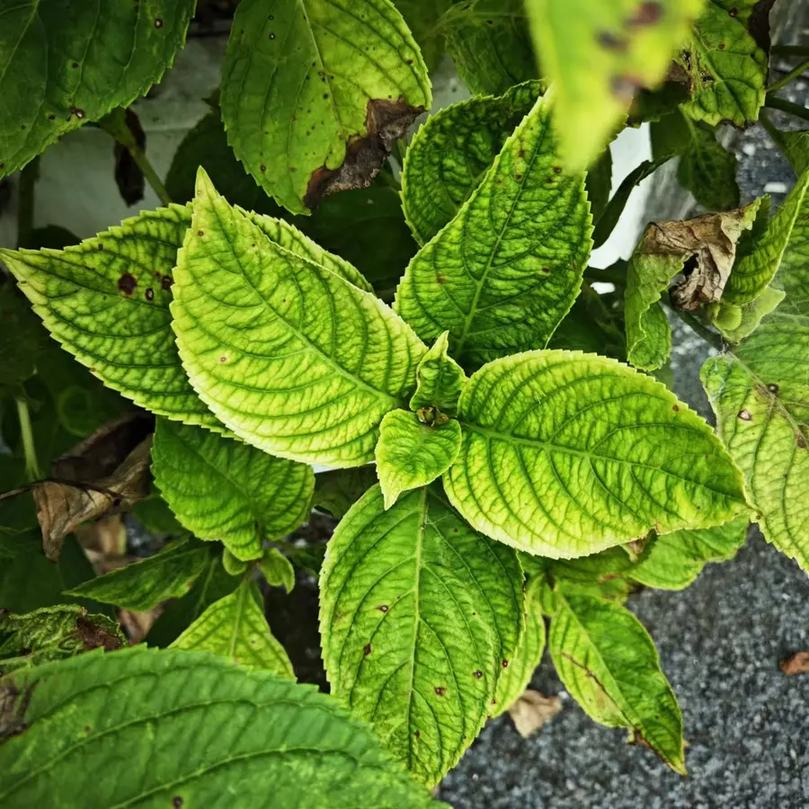 绣球黄化病症状