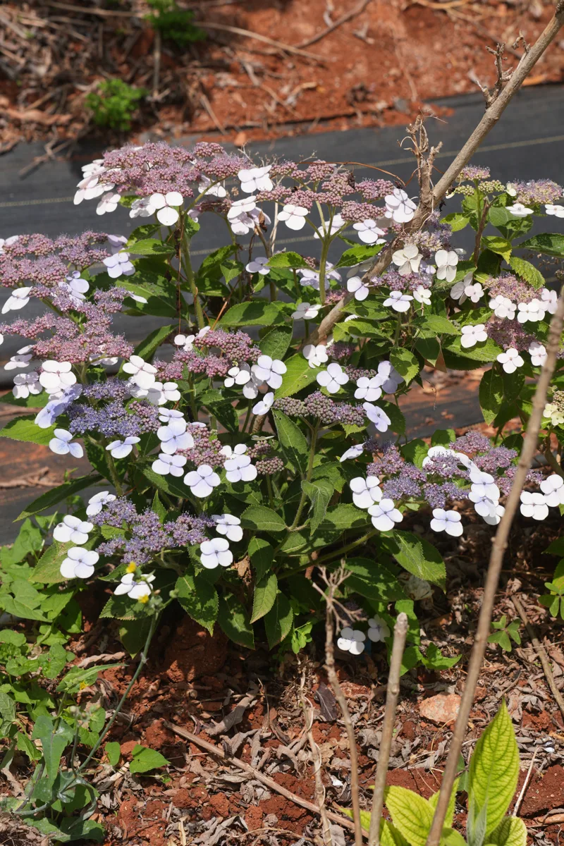福建绣球蓝紫花
