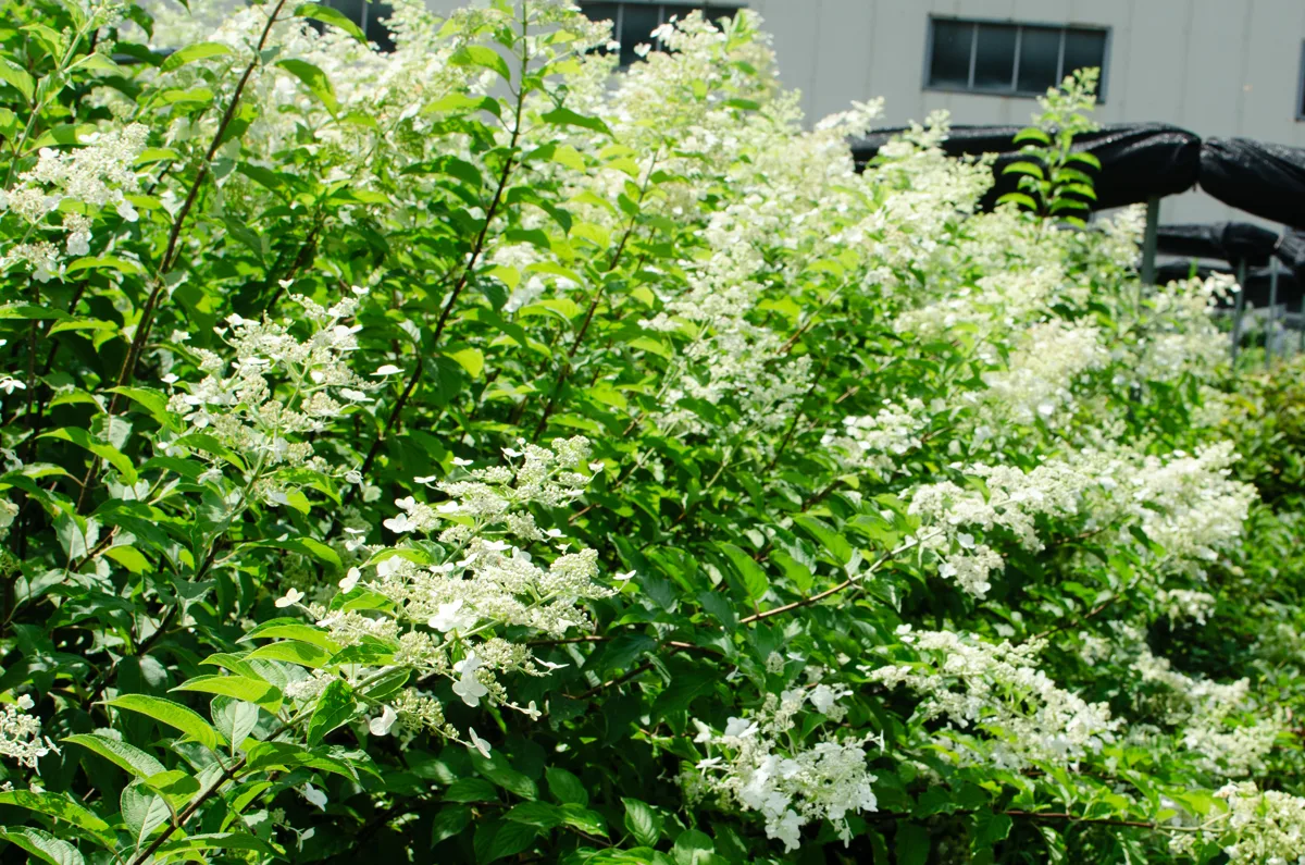 圆锥绣球花丛